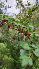 Ribes menziesii
