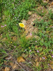 Layia platyglossa