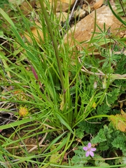 Layia platyglossa
