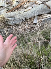 Lomatium nudicaule
