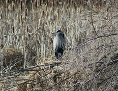 Ardea herodias