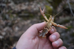 Cambarus graysoni