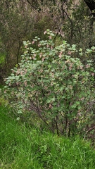 Ribes malvaceum