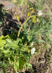 Phacelia viscida