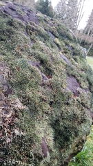 Pilophorus acicularis