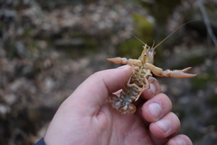 Cambarus graysoni