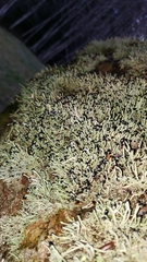 Pilophorus acicularis