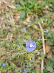 Evolvulus alsinoides