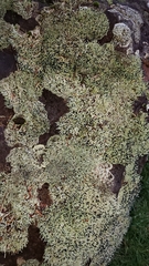 Pilophorus acicularis