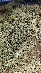 Pilophorus acicularis