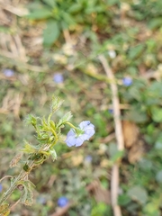 Evolvulus alsinoides