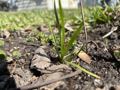 Sisyrinchium rosulatum