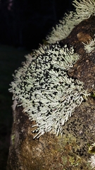 Pilophorus acicularis