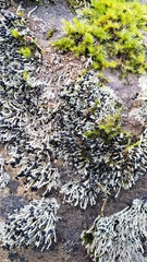 Pilophorus acicularis