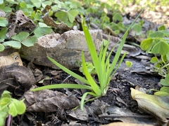 Sisyrinchium rosulatum