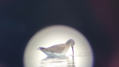 Calidris ferruginea