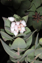 Arctostaphylos auriculata