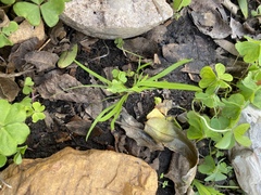 Sisyrinchium rosulatum