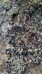 Pilophorus acicularis