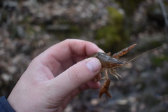 Cambarus graysoni