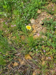 Layia platyglossa