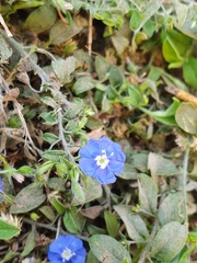 Evolvulus alsinoides