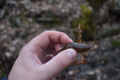 Cambarus graysoni