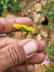 Layia platyglossa