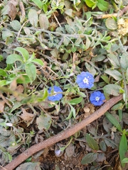 Evolvulus alsinoides