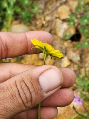 Layia platyglossa
