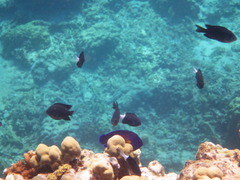 Pycnochromis margaritifer