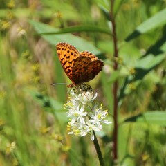 Boloria epithore