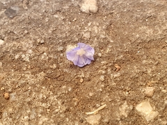 Evolvulus alsinoides