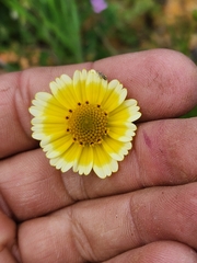 Layia platyglossa