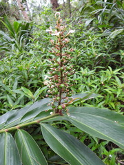 Alpinia caerulea