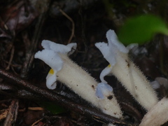 Christisonia calcarata