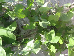 Gossypium tomentosum