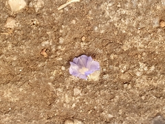 Evolvulus alsinoides