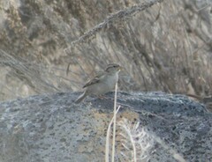 Passer domesticus