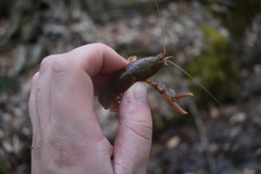 Cambarus graysoni