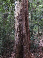 Eucalyptus grandis