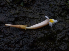 Christisonia calcarata