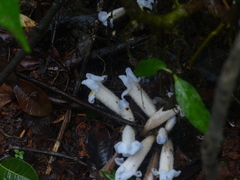 Christisonia calcarata