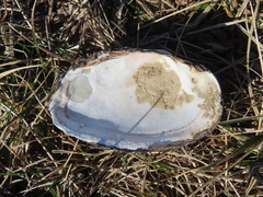 Uniomerus tetralasmus