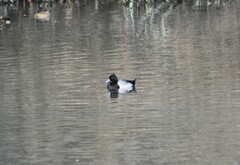 Aythya affinis
