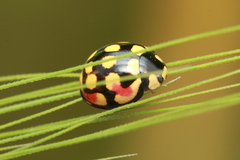 Cheilomenes sulphurea