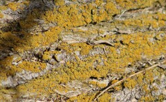 Xanthorioideae