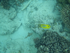 Chaetodon plebeius