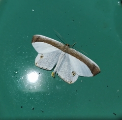 Opisthoxia amabilis