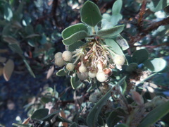 Arctostaphylos pringlei drupacea